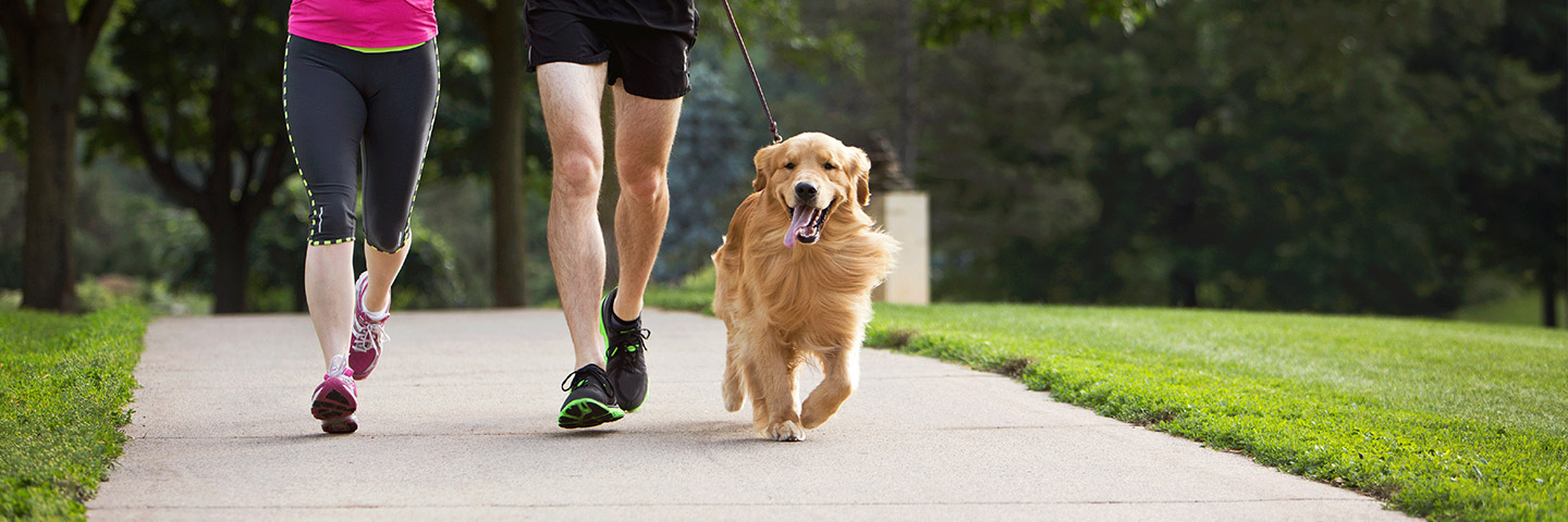 DogWatch of South Jersey, Barnegat Light, New Jersey | Dog Training Products Footer Image Image