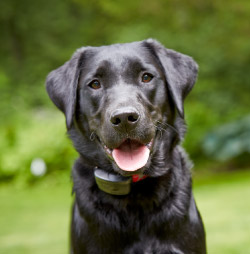 DogWatch of South Jersey, Barnegat Light, New Jersey | SmartFence Contact Us Image