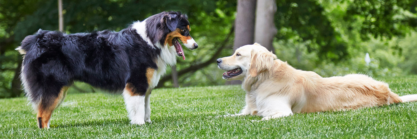 DogWatch of South Jersey, Barnegat Light, New Jersey | Outdoor Hidden Dog Fences Slider Image