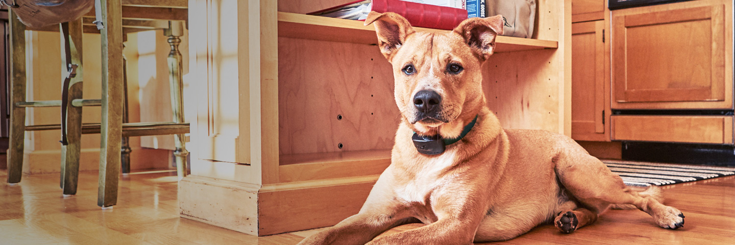 DogWatch of South Jersey, Barnegat Light, New Jersey | Indoor Pet Boundaries Slider Image