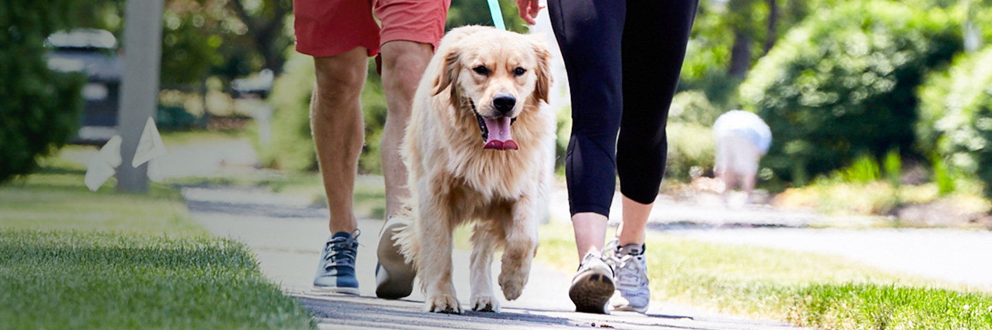 DogWatch of South Jersey, Barnegat Light, New Jersey | SideWalker Leash Trainer Slider Image